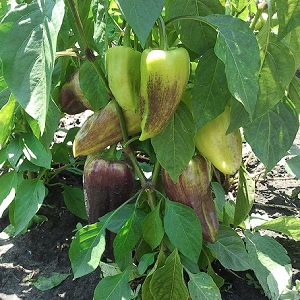 Pourquoi les poivrons sont-ils devenus violets: nous déterminons la cause et la combattons efficacement