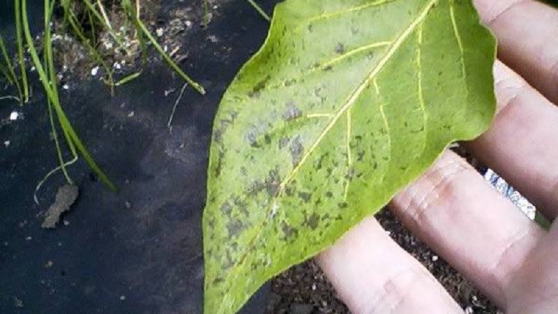 Pourquoi les poivrons sont-ils devenus violets: nous déterminons la cause et la combattons efficacement