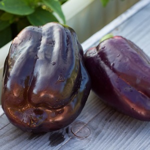 Pourquoi les poivrons sont-ils devenus violets: nous déterminons la cause et la combattons efficacement