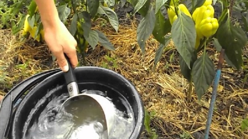 Pourquoi les poivrons sont-ils devenus violets: nous déterminons la cause et la combattons efficacement