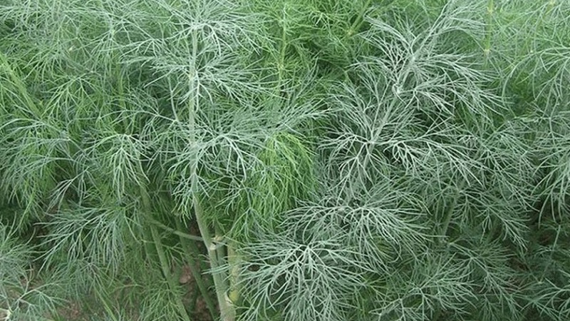 Pourquoi la fleur blanche apparaît-elle sur l'aneth et comment y faire face