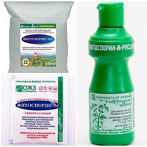 Pourquoi la fleur blanche apparaît-elle sur l'aneth et comment y faire face