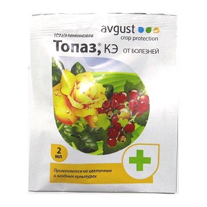 Pourquoi la fleur blanche apparaît-elle sur l'aneth et comment y faire face