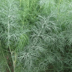 Pourquoi la fleur blanche apparaît-elle sur l'aneth et comment y faire face