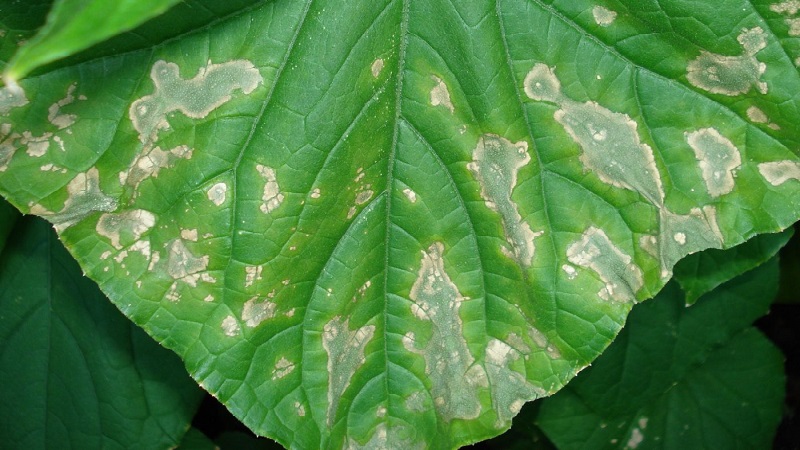 Pourquoi des taches blanches apparaissent sur les feuilles de concombre et que faire pour sauver la récolte
