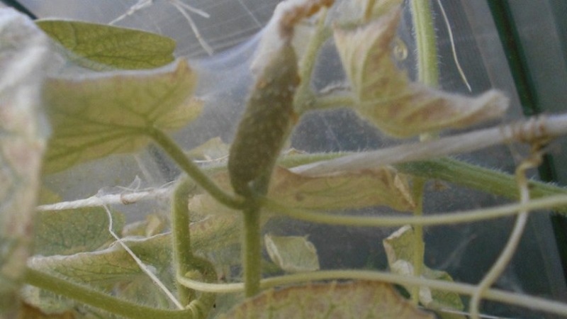 Pourquoi des taches blanches apparaissent sur les feuilles de concombre et que faire pour sauver la récolte