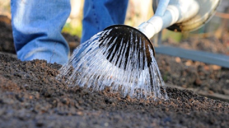 Pourquoi les radis se colorent et comment les cultiver pour éviter le problème