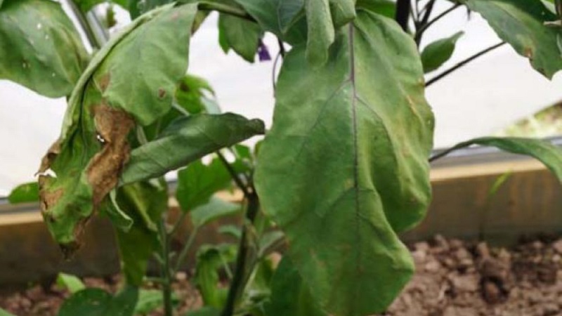 Pourquoi les feuilles d'aubergine se fanent-elles et que faire pour les sauver