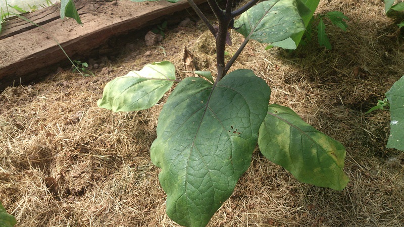 Pourquoi les feuilles d'aubergine se fanent-elles et que faire pour les sauver