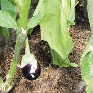 Pourquoi les feuilles d'aubergine se fanent-elles et que faire pour les sauver