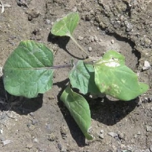 Pourquoi les feuilles d'aubergine se fanent-elles et que faire pour les sauver