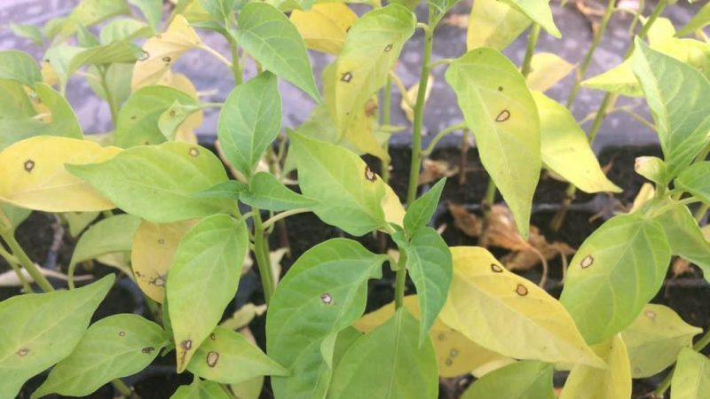 Pourquoi les feuilles de poivron jaunissent et tombent: que faire pour sauver votre récolte