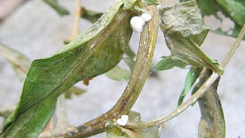 Pourquoi le poivre se flétrit-il en plein champ et que faire pour sauver votre récolte