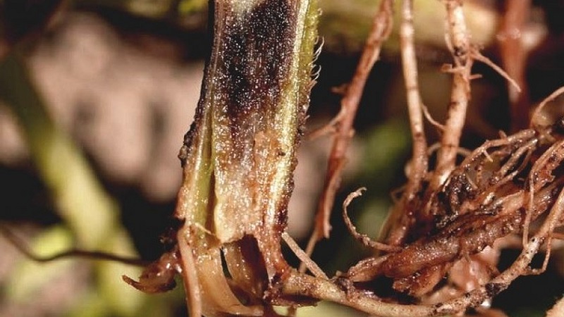 Pourquoi le poivre se flétrit-il en plein champ et que faire pour sauver votre récolte