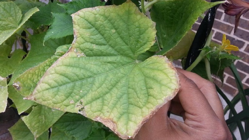 Pourquoi les feuilles de concombre jaunissent-elles et que faire à ce sujet