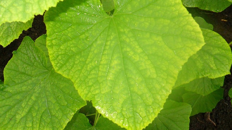 Pourquoi les feuilles de concombre jaunissent-elles et que faire à ce sujet