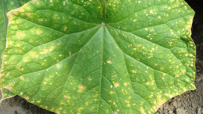 Pourquoi les feuilles de concombre jaunissent-elles et que faire à ce sujet
