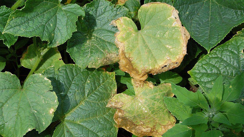 Pourquoi les feuilles de concombre jaunissent-elles et que faire à ce sujet