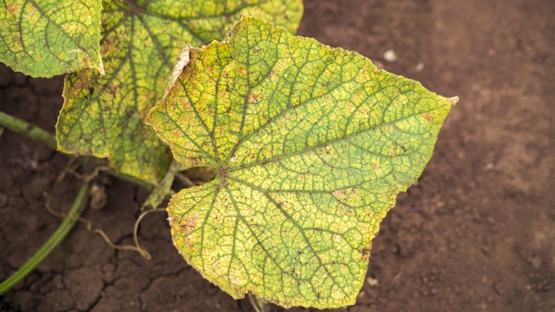 Pourquoi les feuilles de concombre jaunissent-elles et que faire à ce sujet