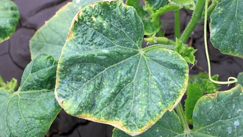 Pourquoi les feuilles de concombre jaunissent-elles et que faire à ce sujet
