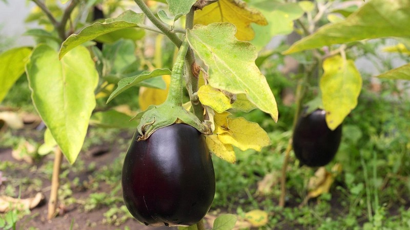 Pourquoi les feuilles d'aubergine jaunissent-elles et que faire si cela se produit