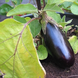 Pourquoi les feuilles d'aubergine jaunissent-elles et que faire si cela se produit