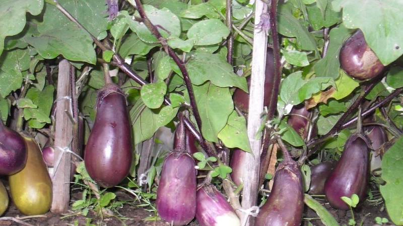 Pourquoi les feuilles d'aubergine jaunissent-elles et que faire si cela se produit
