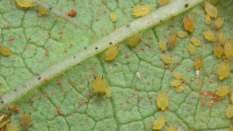 Pourquoi les feuilles de citrouille jaunissent-elles, que faire et comment éviter un problème