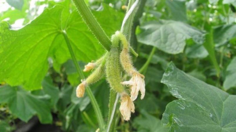 Pourquoi les ovaires de concombre jaunissent-ils et que faire pour sauver la récolte