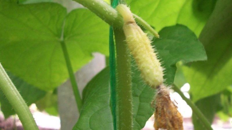 Pourquoi les ovaires de concombre jaunissent-ils et que faire pour sauver la récolte