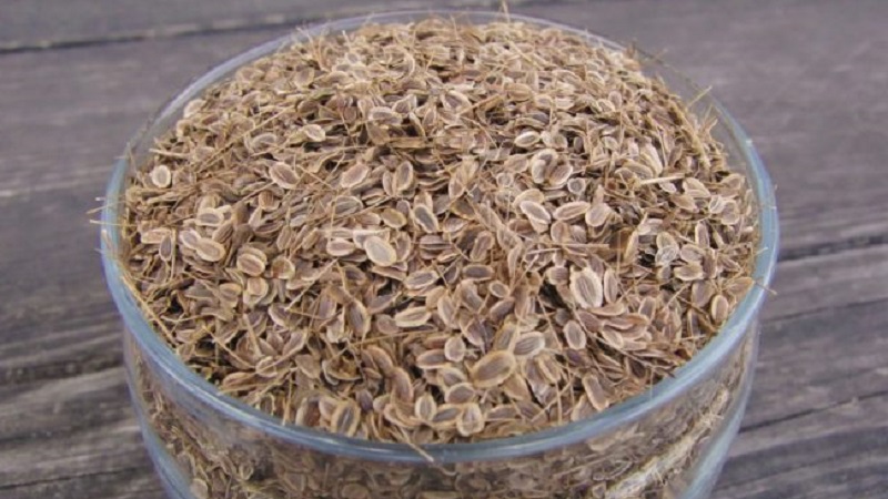 Propriétés utiles des graines d'aneth et contre-indications à leur utilisation