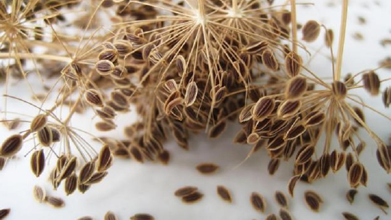 Propriétés utiles des graines d'aneth et contre-indications à leur utilisation