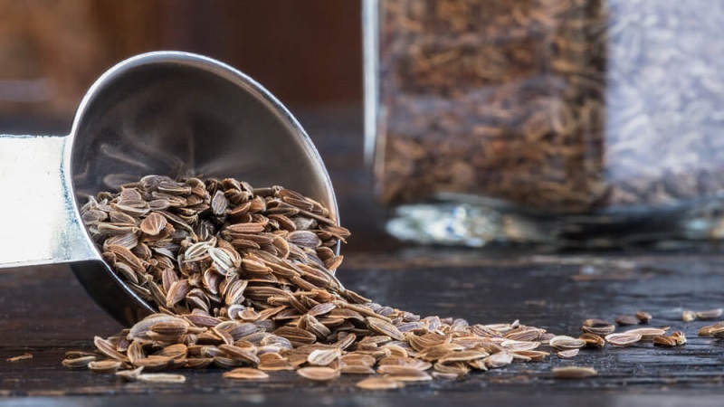 Propriétés utiles des graines d'aneth et contre-indications à leur utilisation