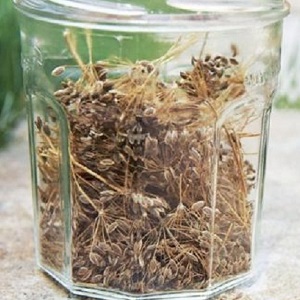 Propriétés utiles des graines d'aneth et contre-indications à leur utilisation