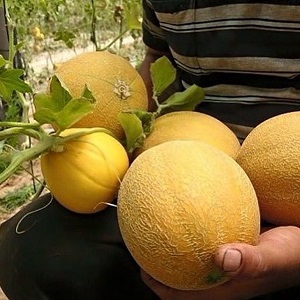 Femme populaire Melon Kolkhoz: teneur en calories, avantages et inconvénients pour le corps