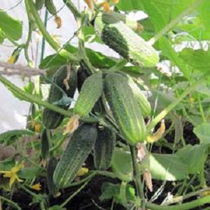 Un hybride populaire parmi les résidents d'été de concombres Khrustik avec un croquant juteux et un excellent goût