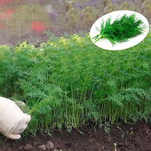 Instructions étape par étape pour la culture de l'aneth dans une serre toute l'année