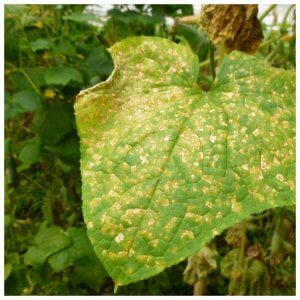Des taches jaunes sont apparues sur les feuilles des concombres: que faire pour sauver la récolte