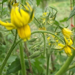 Règles pour nourrir les tomates dans une serre: quels engrais et quand utiliser pour obtenir une récolte riche