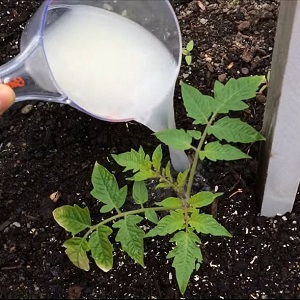 Règles pour nourrir les tomates dans une serre: quels engrais et quand utiliser pour obtenir une récolte riche