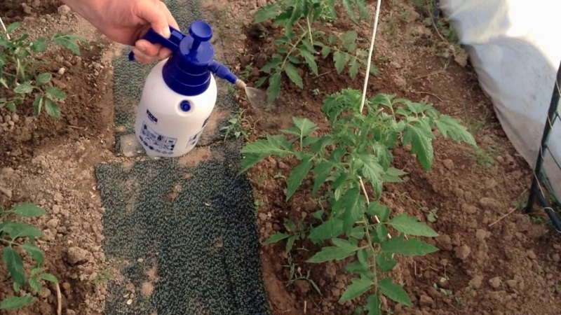 Règles pour nourrir les tomates dans une serre: quels engrais et quand utiliser pour obtenir une récolte riche