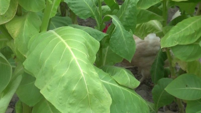 Variétés et caractéristiques des variétés de tabac