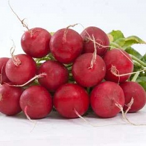 Soin hybride Radis Celeste pour de gros fruits savoureux