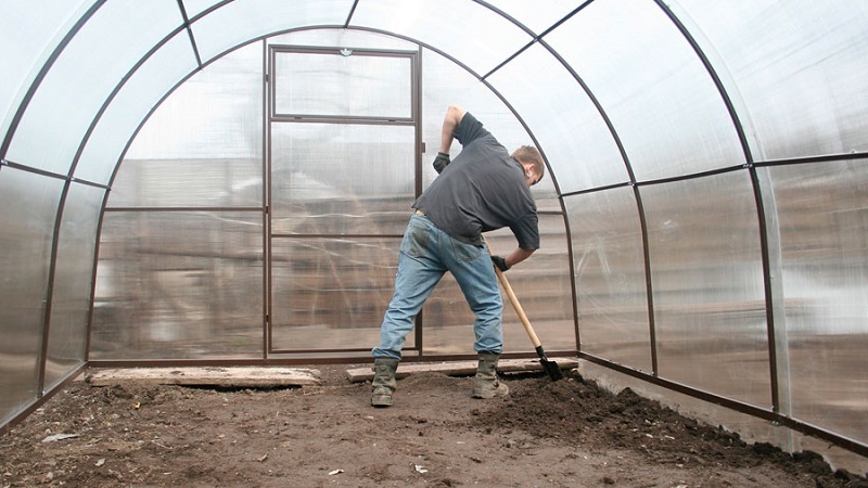 Conseils d'experts pour l'entretien des aubergines en serre
