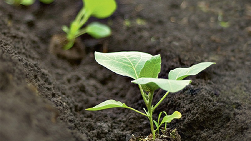 Conseils d'experts pour l'entretien des aubergines en serre