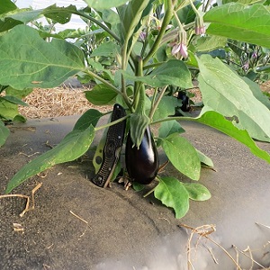 Conseils d'experts pour l'entretien des aubergines en serre