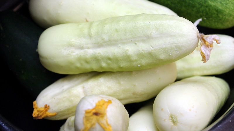 Les premières variétés de concombres pour les serres et les champs ouverts