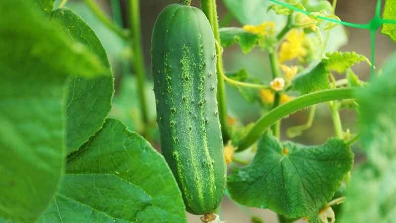 Les premières variétés de concombres pour les serres et les champs ouverts