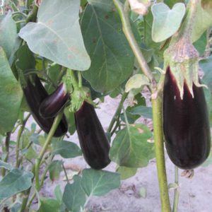 Secrets de nourrir l'aubergine pour une récolte riche
