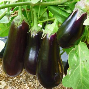 Secrets de nourrir l'aubergine pour une récolte riche